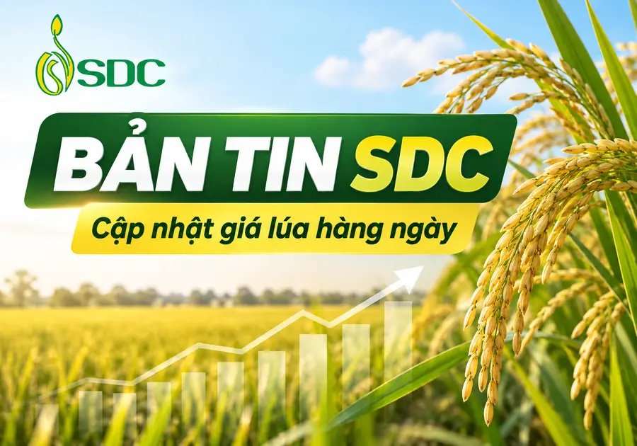 Bản tin SDC cập nhật giá lúa hằng ngày