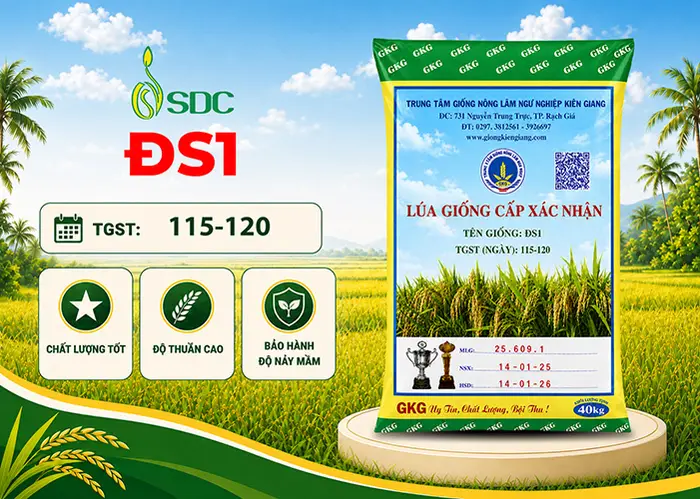 Bao lúa giống ĐS1 cấp xác nhận của SDC