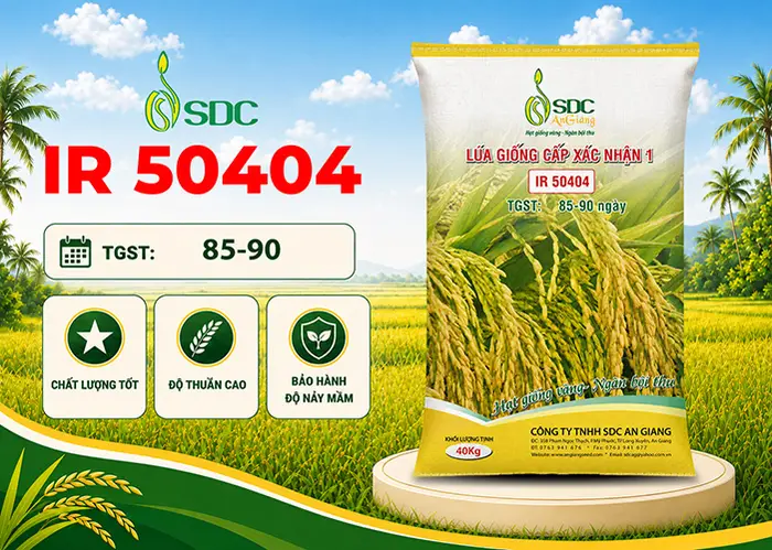 Bao lúa giống IR 50404 cấp xác nhận của SDC