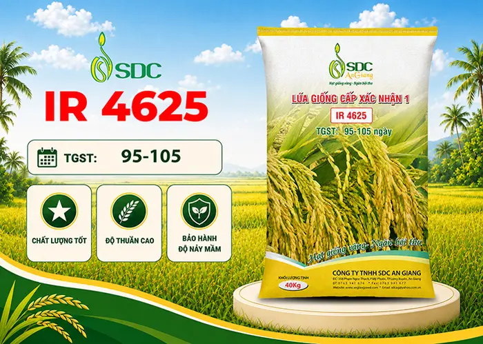 Bao lúa giống Nếp IR 4625 cấp xác nhận của SDC
