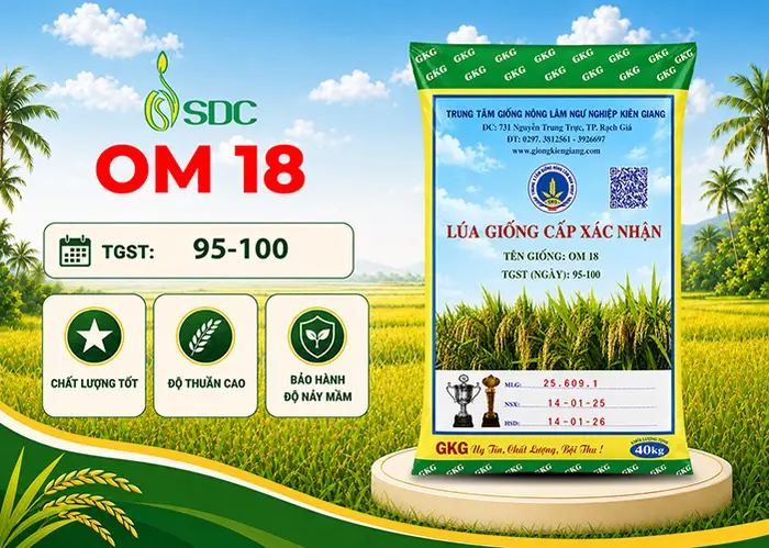Bao lúa giống OM 18 cấp xác nhận của SDC