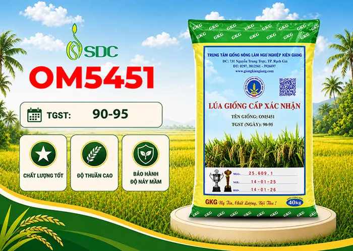 Bao lúa giống OM 5451 cấp xác nhận của SDC