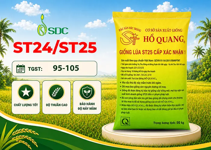 Bao lúa giống ST24/ST25 cấp xác nhận của SDC