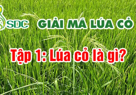Ảnh bìa Tập 1: Lúa cỏ là gì?