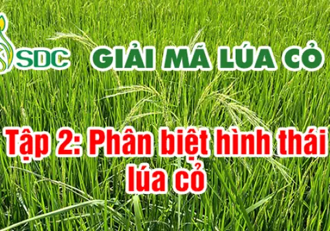 Ảnh bìa Tập 2: Hình thái lúa cỏ