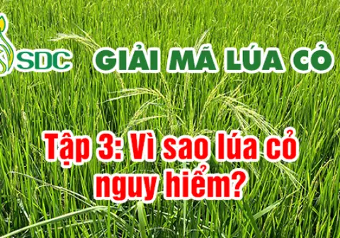 Ảnh bìa Tập 3: Lúa cỏ có nguy hiểm không?