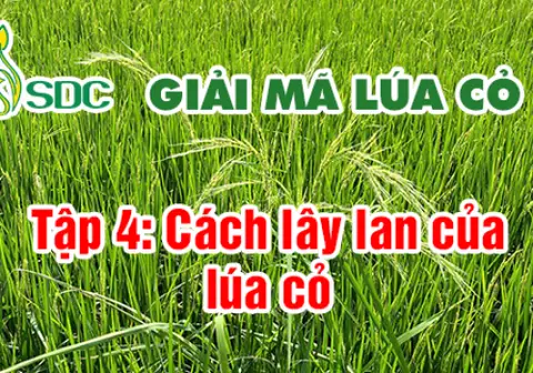 Ảnh bìa Tập 4: Cách lây lan của lúa cỏ?