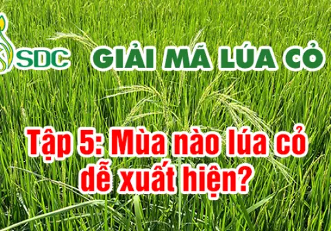 Ảnh bìa Tập 5: Mùa nào lúa cỏ dễ xuất hiện?