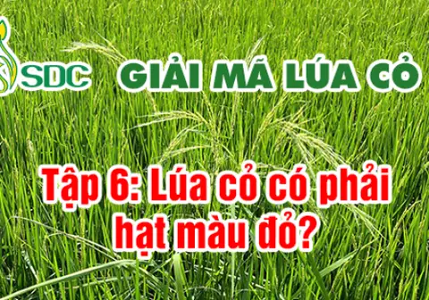 Ảnh bìa Tập 6: Lúa cỏ có phải hạt màu đỏ?