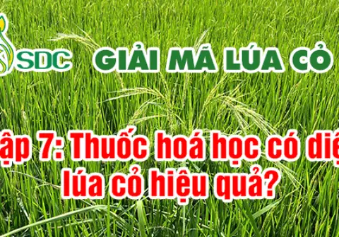 Ảnh bìa Tập 7: Thuốc hóa học có diệt lúa cỏ triệt để?