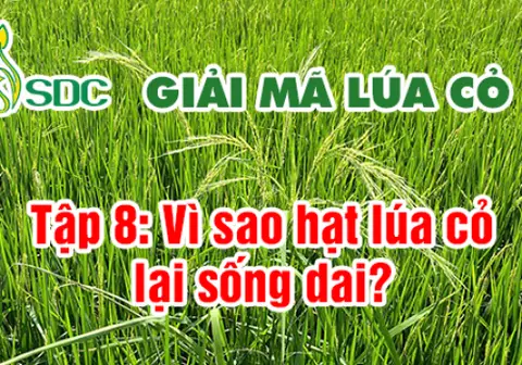 Ảnh bìa Tập 8: Sức sống mãnh liệt của hạt lúa cỏ