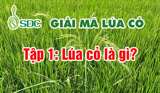 Ruộng lúa có lúa cỏ – series Giải mã lúa cỏ của SDC