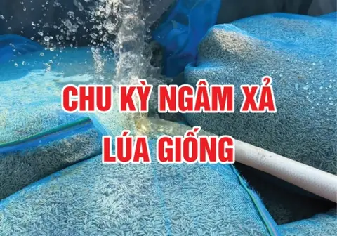 Ảnh bìa bài Chu kỳ ngâm xả lúa giống