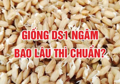Ảnh bìa bài Giống DS1 ngâm bao lâu thì chuẩn?