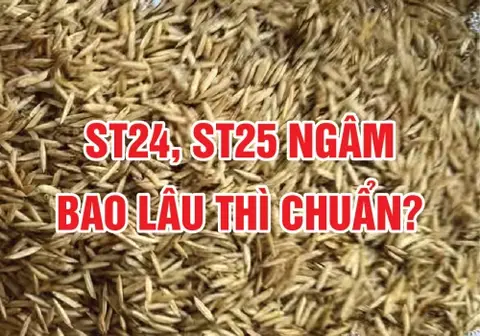 Ảnh bìa bài Giống ST24, ST25 ngâm bao lâu thì chuẩn?