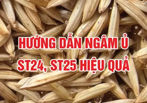 Ảnh bìa bài Hướng dẫn ngâm ủ ST24, ST25 hiệu quả