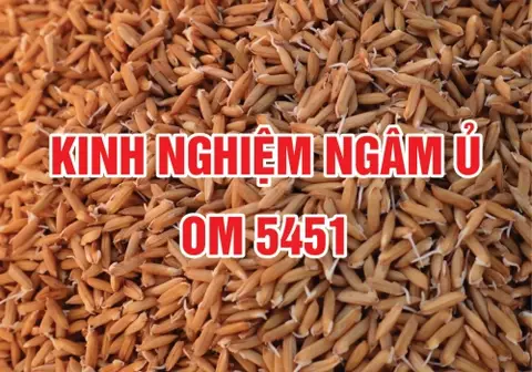 Ảnh bìa bài Kinh nghiệm ngâm ủ giống lúa OM 5451