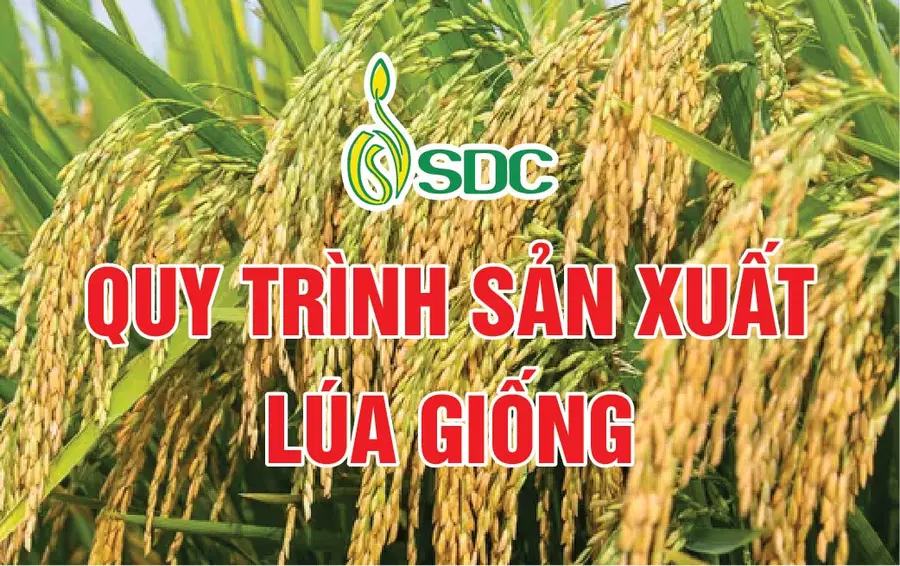 Bông lúa chín vàng – quy trình sản xuất lúa giống SDC